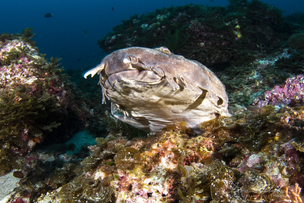 いいとこみっけ!小魚が爆発的に多い。_b0186442_08335935.jpg