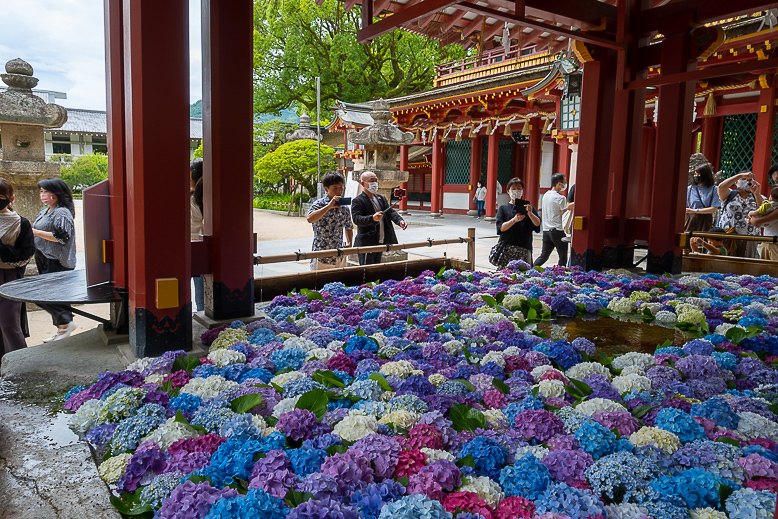 太宰府天満宮の紫陽花 くじゅうを山歩