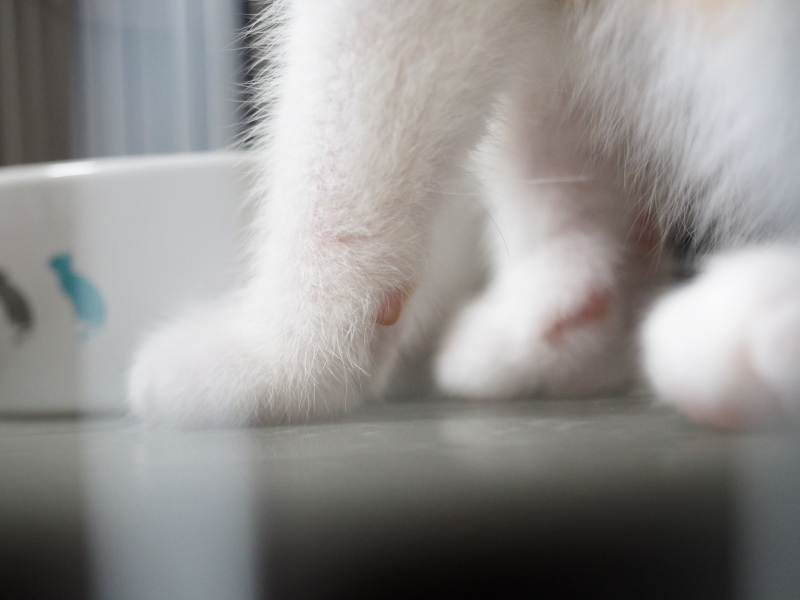 保護子猫 みちくん 成長記 3週間め ピンクの肉球と白いお胸 Samのlifeキャンプブログ Doors In Out 保護子猫 みちくん 成長記 3週間め ピンクの肉球と白いお胸 Samのlifeキャンプブログ Doors In Out