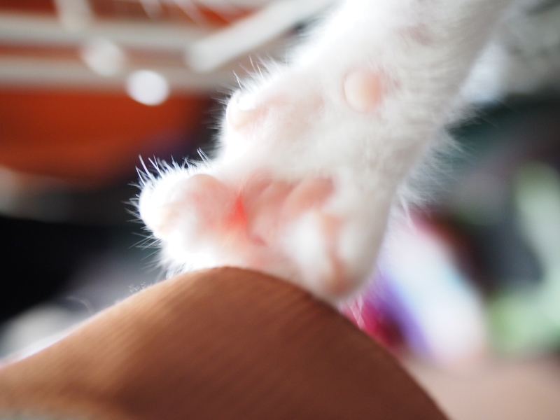 保護子猫 みちくん 成長記 3週間め ピンクの肉球と白いお胸 Samのlifeキャンプブログ Doors In Out 保護子猫 みちくん 成長記 3週間め ピンクの肉球と白いお胸 Samのlifeキャンプブログ Doors In Out