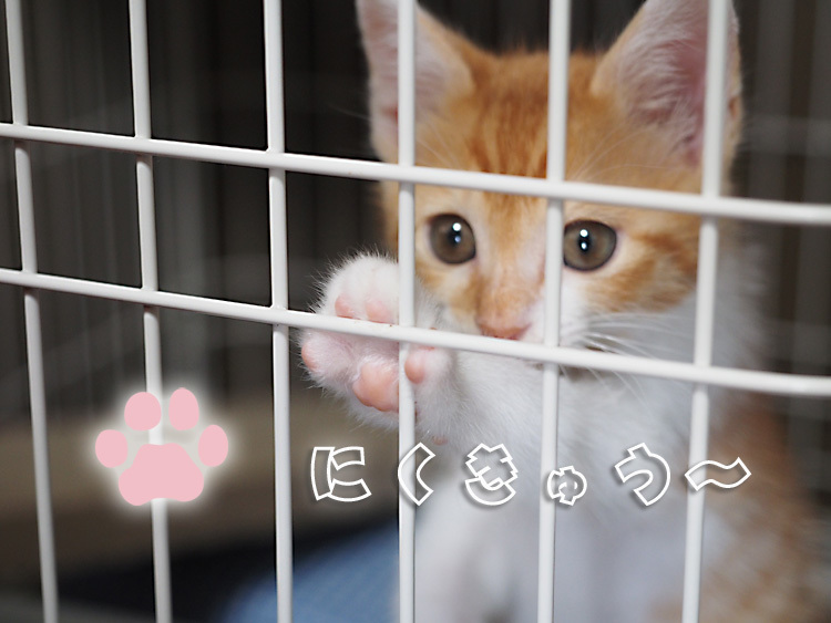 保護子猫 みちくん 成長記 3週間め ピンクの肉球と白いお胸 Samのlifeキャンプブログ Doors In Out 保護子猫 みちくん 成長記 3週間め ピンクの肉球と白いお胸 Samのlifeキャンプブログ Doors In Out