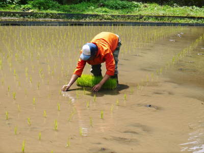 米作りの挑戦(2021)　田植え　6月9日に田植えを終えました！(前編：暗渠排水工事から田植え前まで)_a0254656_17275485.jpg