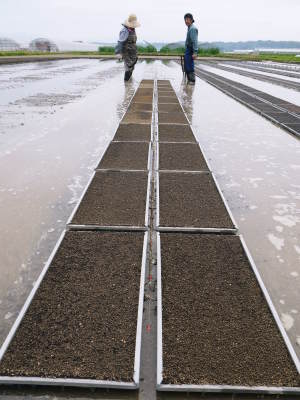 米作りの挑戦(2021)　田植え　6月9日に田植えを終えました！(前編：暗渠排水工事から田植え前まで)_a0254656_17571492.jpg