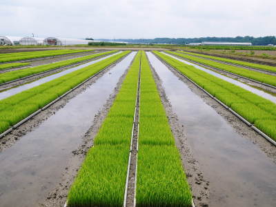 米作りの挑戦(2021)　田植え　6月9日に田植えを終えました！(前編：暗渠排水工事から田植え前まで)_a0254656_17580851.jpg