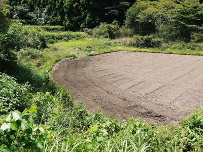 米作りの挑戦(2021)　田植え　6月9日に田植えを終えました！(前編：暗渠排水工事から田植え前まで)_a0254656_18085816.jpg
