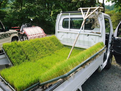 米作りの挑戦(2021) 田植え 6月9日に田植えを終えました!(前編:暗渠排水工事から田植え前まで)_a0254656_18323008.jpg