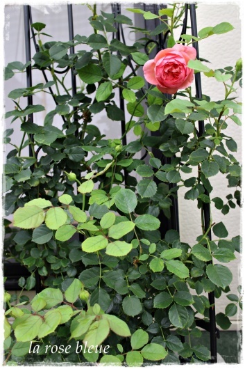 ボスコベル の二番花が始まりました La Rose 薔薇の庭 ボスコベル の二番花が始まりました La Rose 薔薇の庭