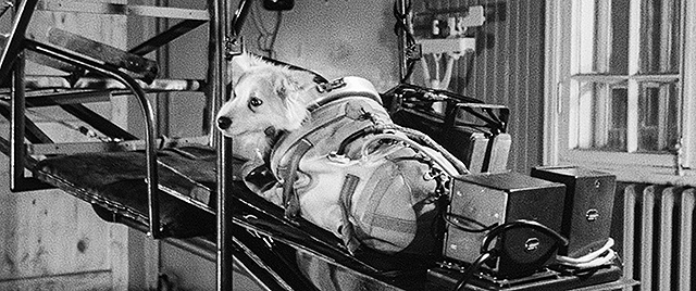 犬は歌わない 2 Space Dogs 殿様の試写室 犬は歌わない 2 Space Dogs 殿様の試写室