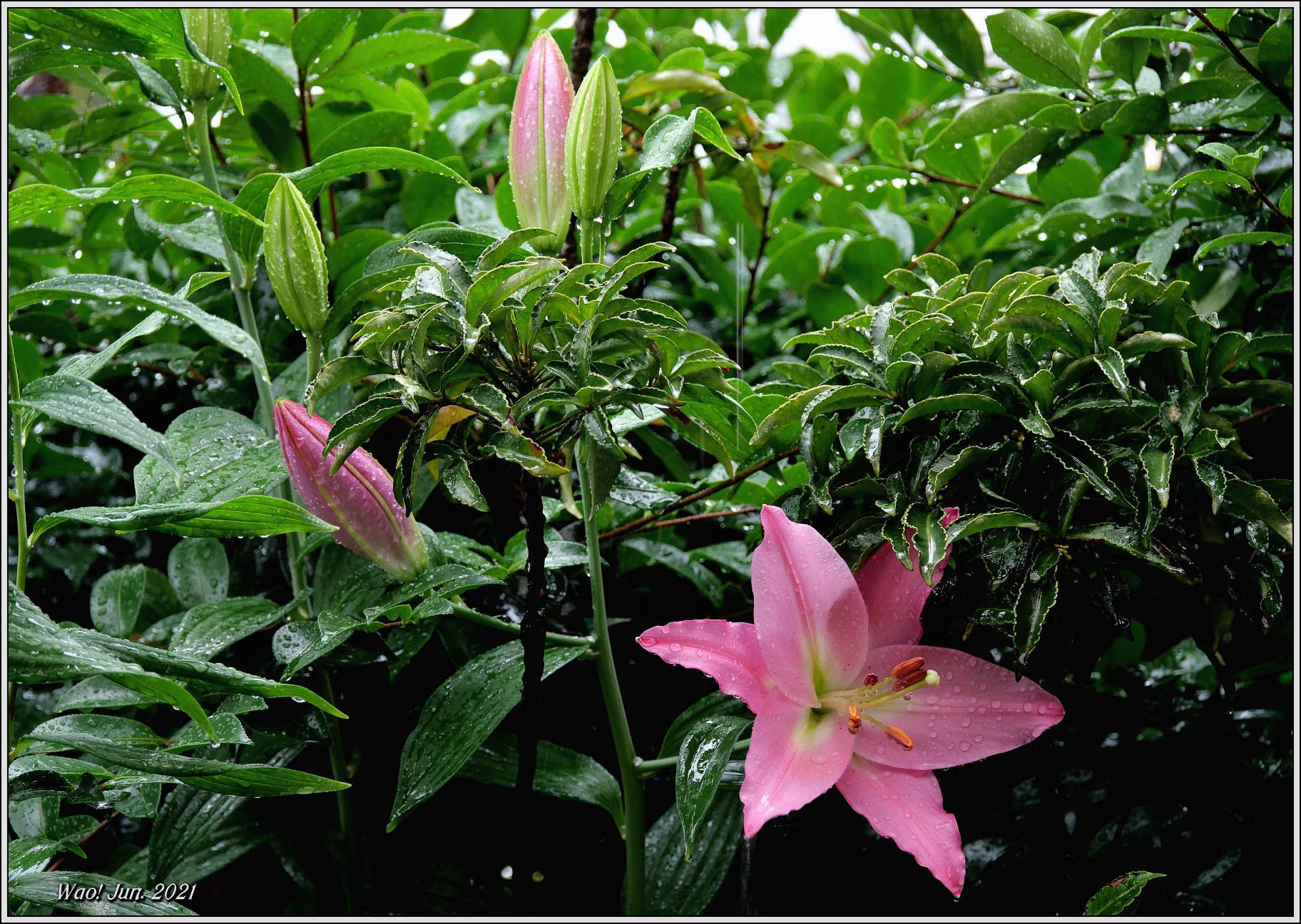 庭に咲く花（2021）-15　雨のオリエンタルリリーピンク_c0198669_22202842.jpg