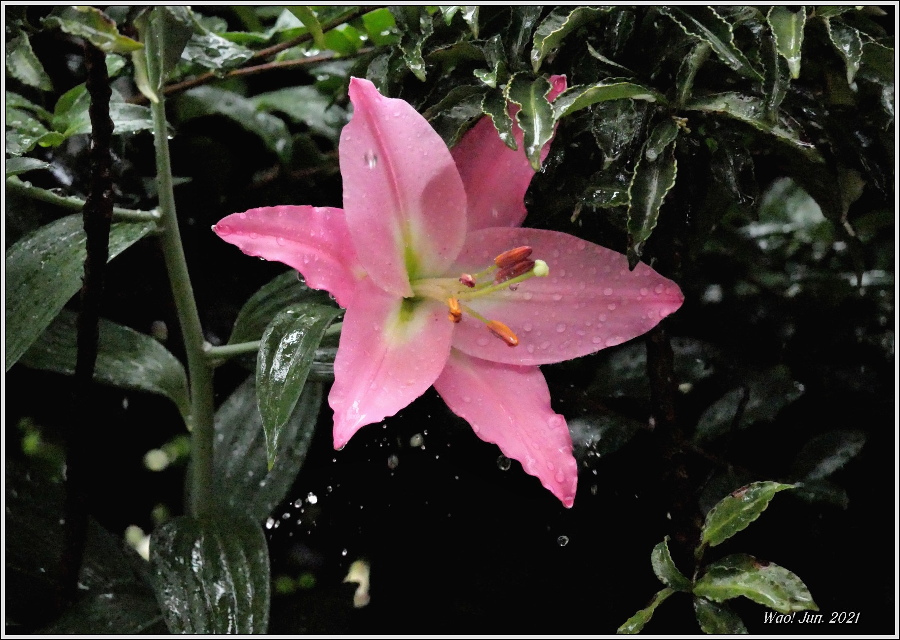 庭に咲く花（2021）-15　雨のオリエンタルリリーピンク_c0198669_22203408.jpg