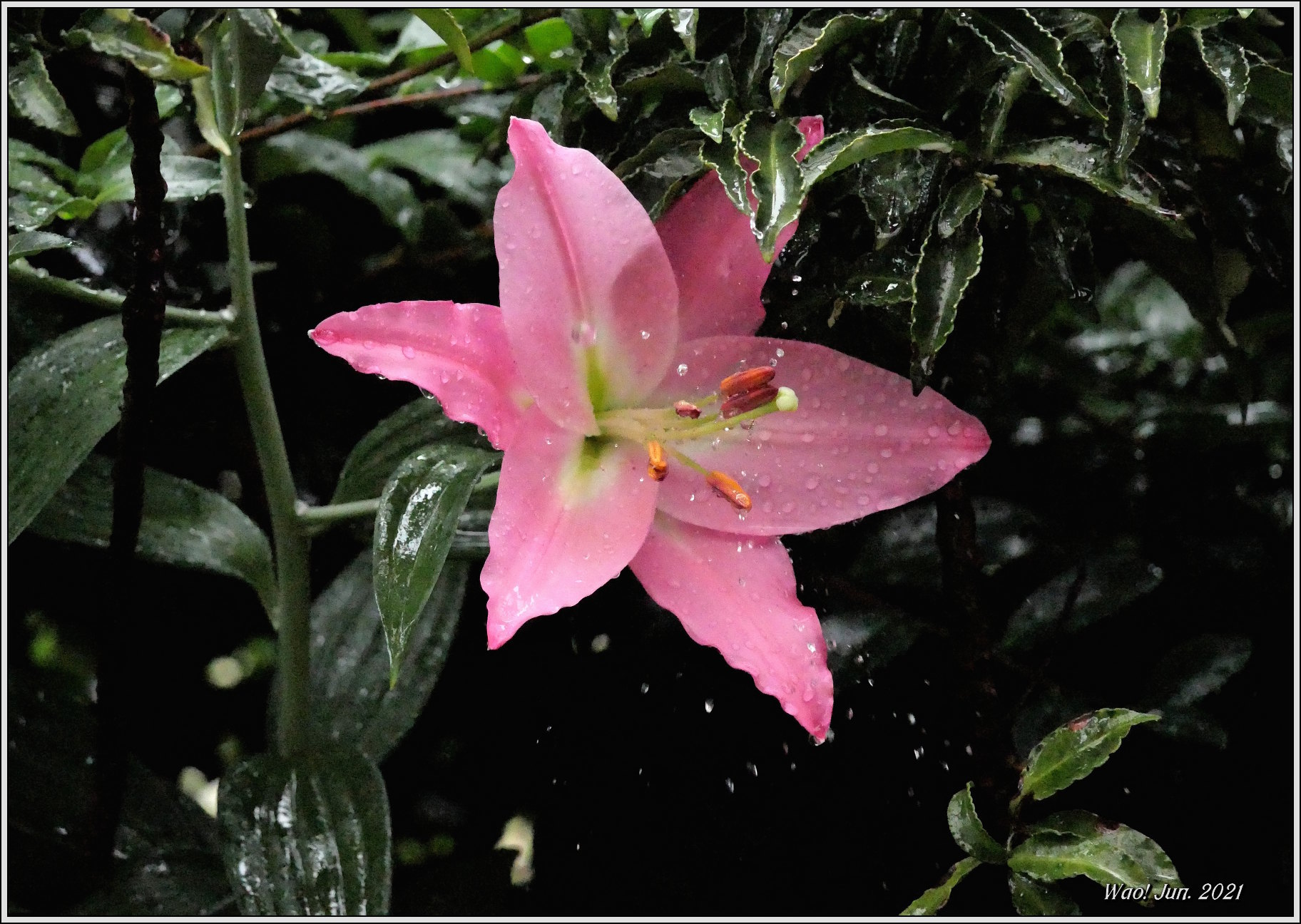 庭に咲く花（2021）-15　雨のオリエンタルリリーピンク_c0198669_22210883.jpg