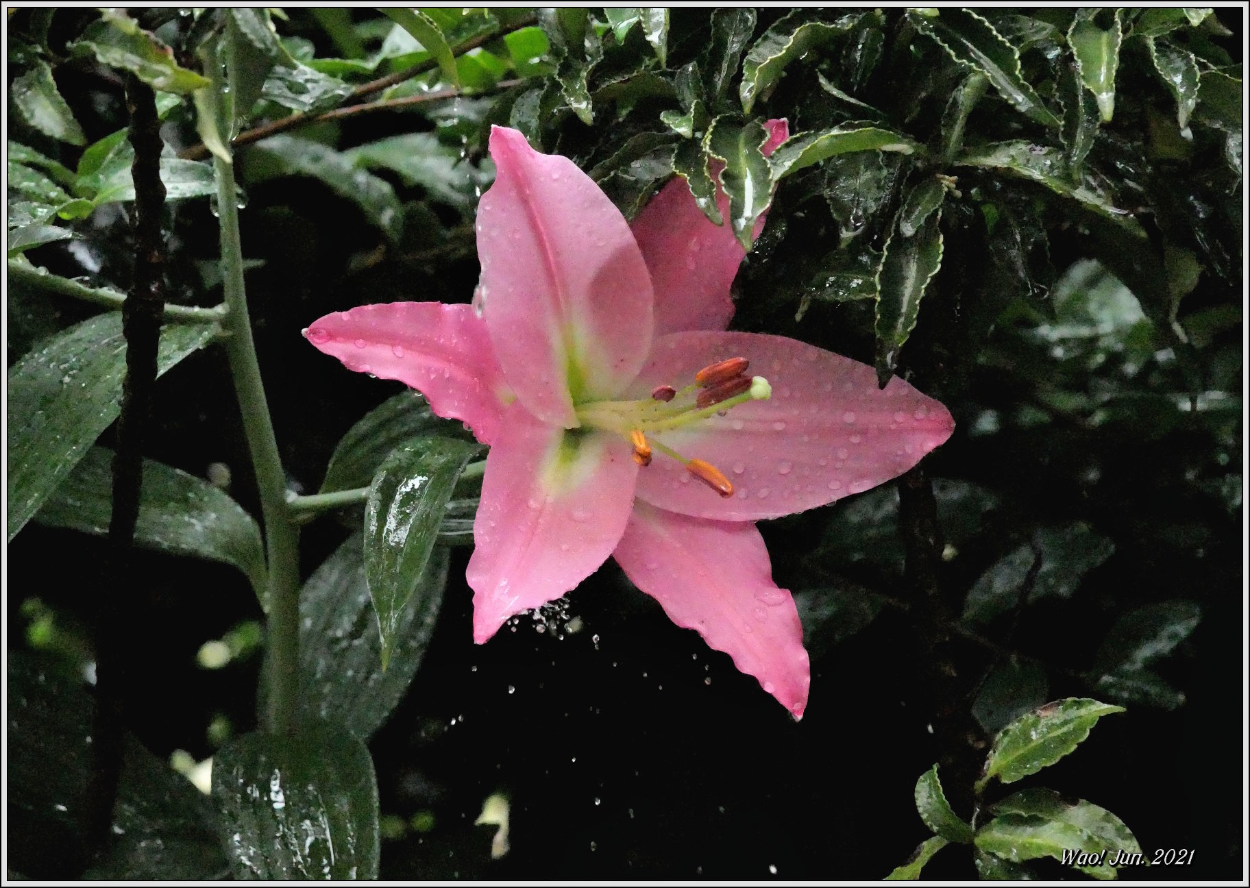 庭に咲く花（2021）-15　雨のオリエンタルリリーピンク_c0198669_22212076.jpg