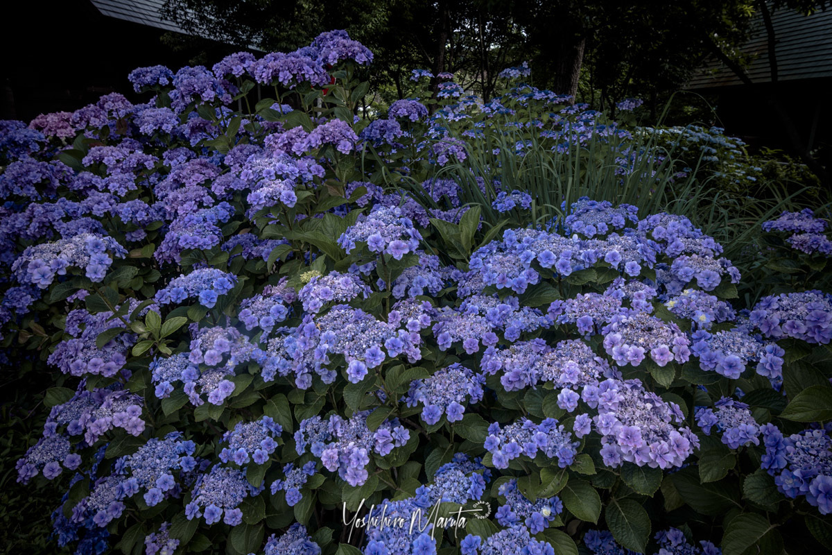 紫陽花　つづきます_a0301676_19084746.jpg