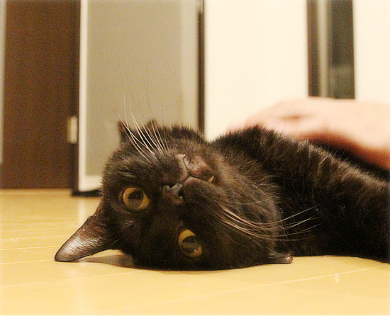 イレーネの結果_a0389088_10441146.jpg