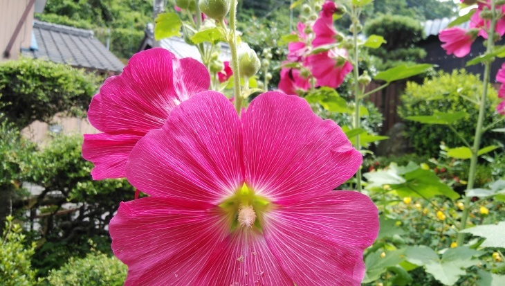 タチアオイの花 別名は梅雨葵 21 6 13 徳ちゃん便り