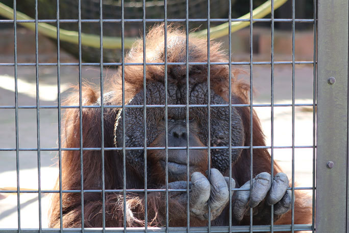 ニシゴリラ「ローラ＆モンタ」～ありがとうボルネオオランウータン「フトシ」（千葉市動物公園 November 2020）_b0355317_21571359.jpg