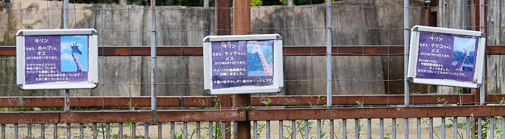 10 14 東武動物公園 キリンのホープくん ティナちゃん ナツコちゃん Giraffe 青空に浮かぶ月を眺めながら 10 14 東武動物公園 キリンのホープくん ティナちゃん ナツコちゃん Giraffe 青空に浮かぶ月を眺めながら