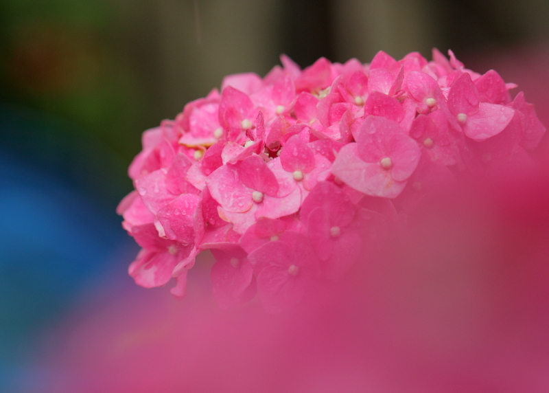 雨が似合う花_e0353539_15180718.jpg