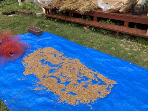 小麦の収穫!_c0331145_19585264.jpg