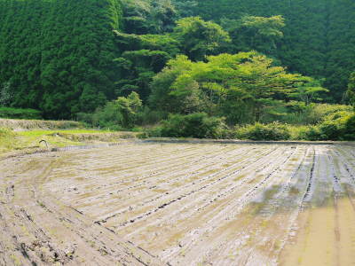 米作りの挑戦(2021) 田植え 6月9日に田植えを終えました!(後編:田植えと補植)_a0254656_16570625.jpg