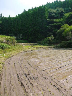 米作りの挑戦(2021)　田植え　6月9日に田植えを終えました！(後編：田植えと補植)_a0254656_17010916.jpg