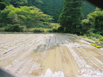 米作りの挑戦(2021)　田植え　6月9日に田植えを終えました！(後編：田植えと補植)_a0254656_17581035.jpg
