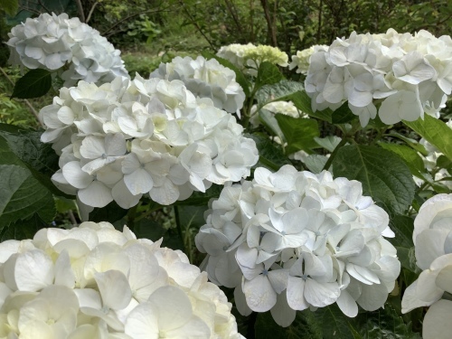 5月の庭の紫陽花_d0336460_06032512.jpeg