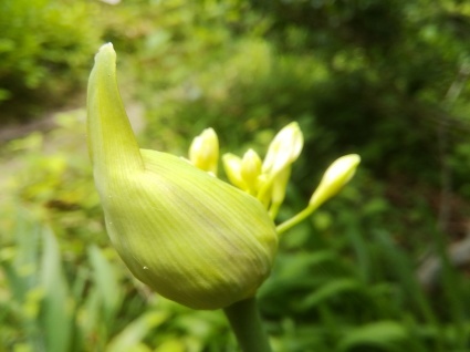 つぼみ…_b0368362_04165617.jpg