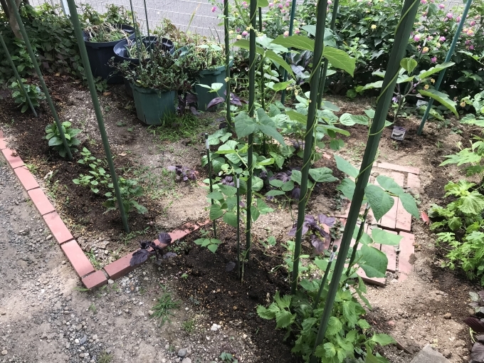 庭の野菜たち ベランダ野菜の記録 庭の野菜たち ベランダ野菜の記録