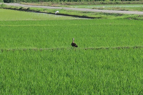 この鳥 何の鳥 アスタリスク日記