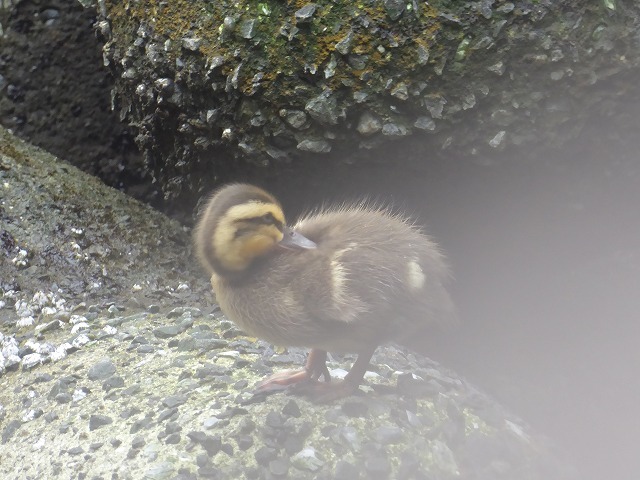 かるがも親子に会いに 品川高浜運河ぼっち散歩 ルソイの半バックパッカー旅