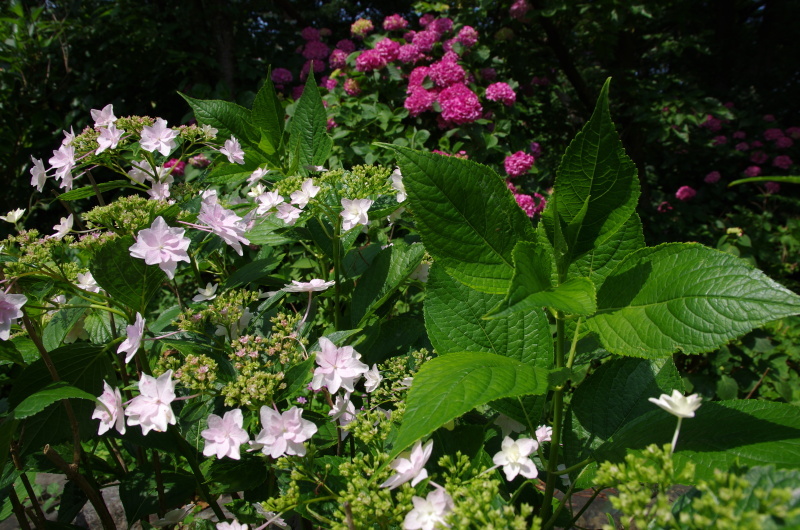 梅宮大社 紫陽花 京都デジカメ散歩