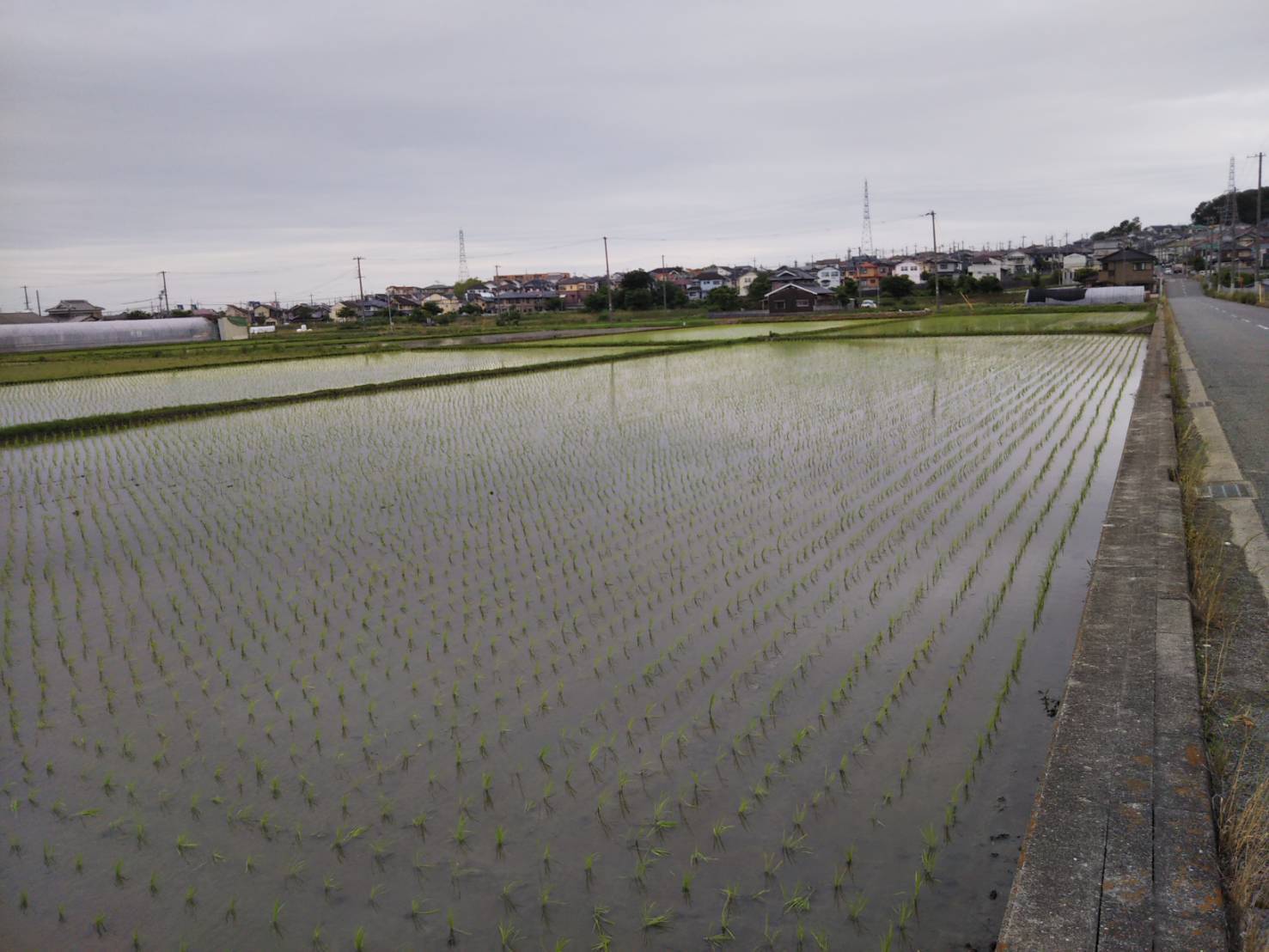 田植え_c0241403_15540912.jpg