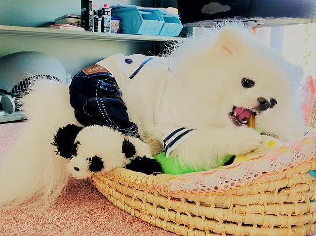 よそゆきの!_d0360206_19500246.jpg