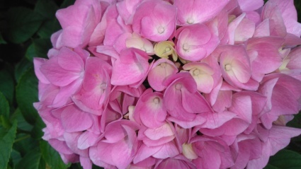 あじさいの花のれん、友からの贈り物_c0280108_23521372.jpg