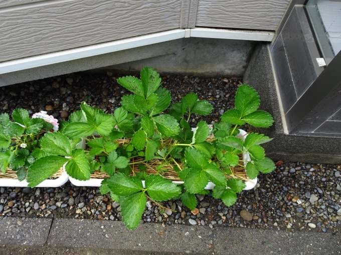 イチゴの葉っぱも大きく育ってきています 趣味燦燦