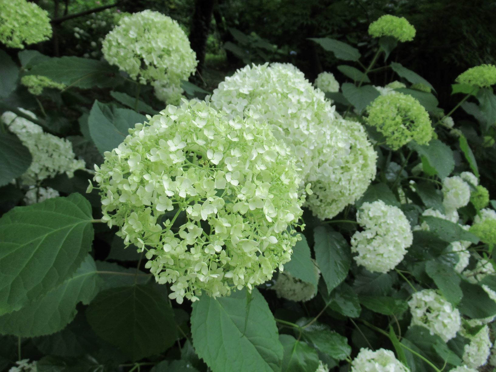 京都府立植物園　あじさいが盛り_e0048413_20323421.jpg