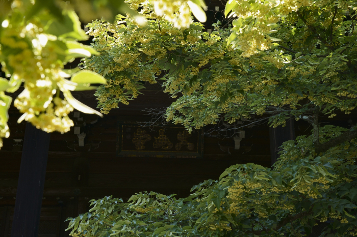 菩提樹咲く真如堂 : Deep Season