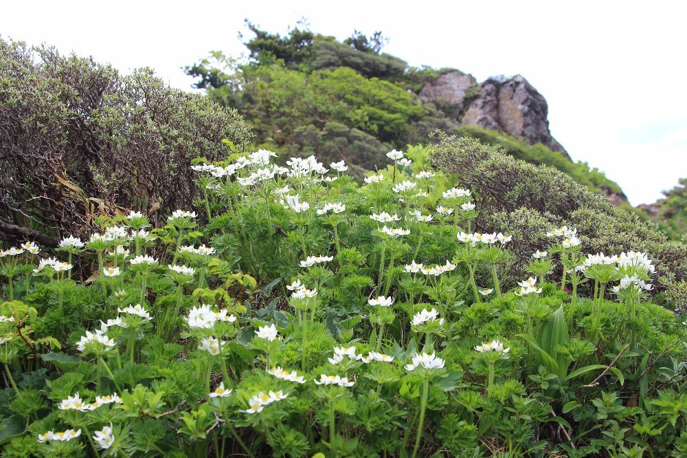 南蔵王は初夏の装い_a0309917_15032017.jpg