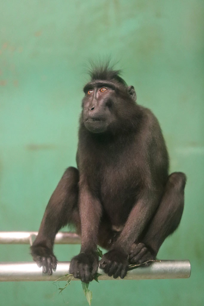 閉園間際のサルたち クロザルとフサオマキザルのちびっ子 千葉市動物公園 November 続々 動物園ありマス 閉園間際のサルたち クロザルとフサオマキザルのちびっ子 千葉市動物公園 November 続々 動物園ありマス