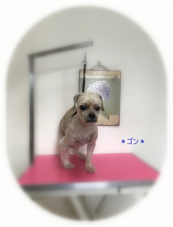 ゴンくん_a0315823_19461626.jpg