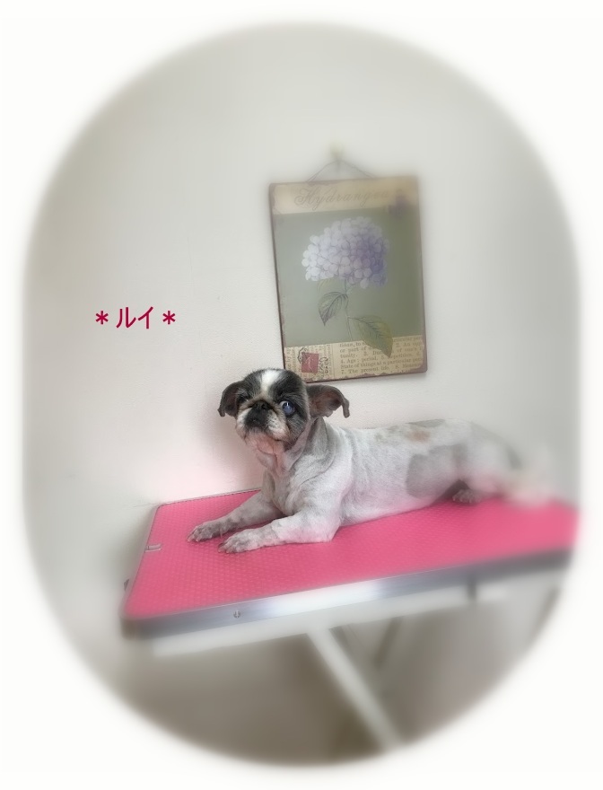ラムちゃん＆ルイちゃん_a0315823_19463048.jpg