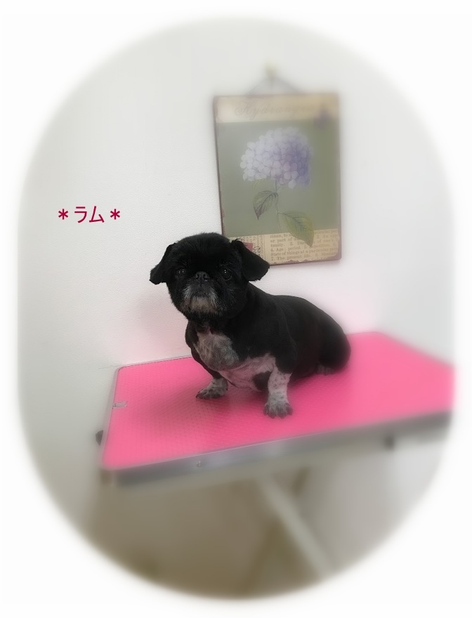 ラムちゃん＆ルイちゃん_a0315823_19463938.jpg