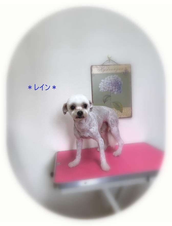 レインくん_a0315823_19464572.jpg