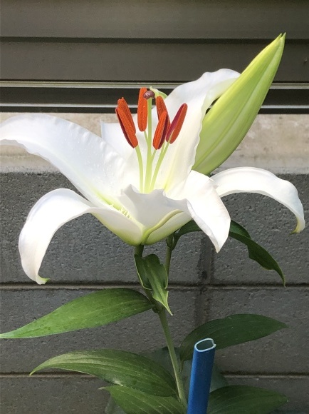 振りまわされず、_b0164428_23575507.jpeg