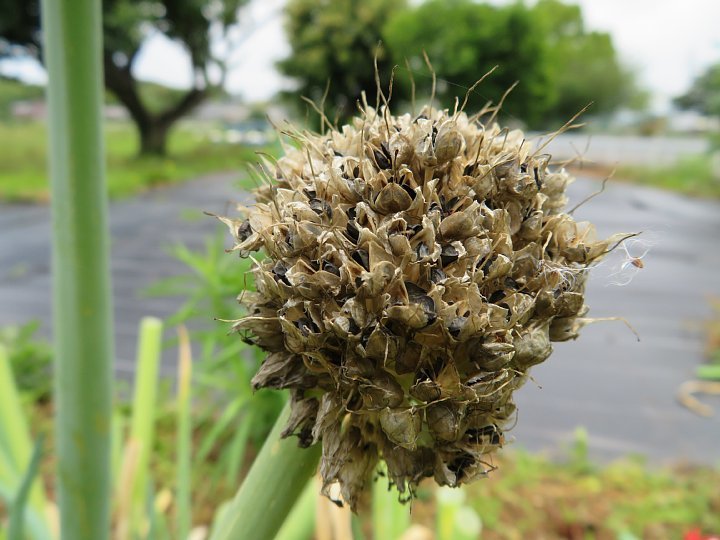 21年6月18日 ネギ坊主から種が 今日の風に吹かれましょう 21年6月18日 ネギ坊主から種が 今日の風に吹かれましょう