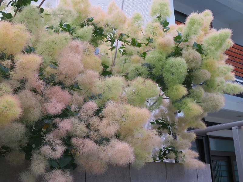 フアフアの木 スモークツリー ヒストリカル シェア 京都中心の四季 歴史 祭