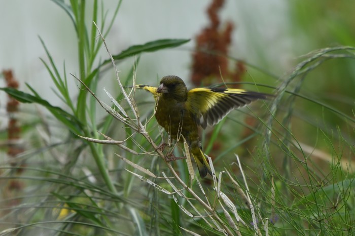 カワラヒワ：好物は？_c0233349_00061979.jpg