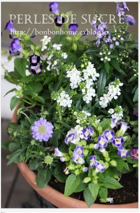 青いお花と・・素敵なプレゼント_f0199750_20093011.jpg