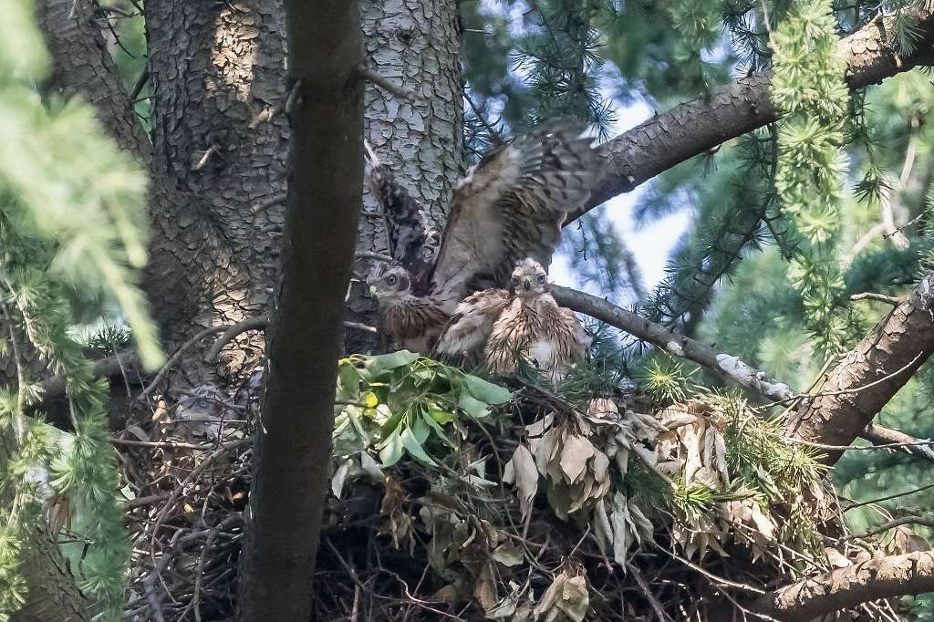 大きくなってきたオオタカの雛_f0044056_17202441.jpg